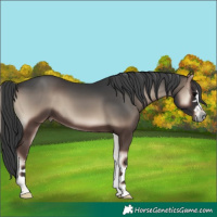 Horse Color:Blue Onyx