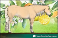 Horse Color:Palomino 