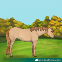 Horse Color:Red Dun 