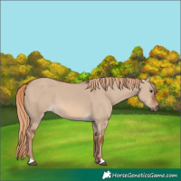 Horse Color:Red Dun 