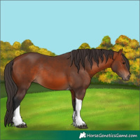 Horse Color:Bay Tobiano Rabicano 