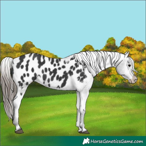 Horse Color:Black Appaloosa 