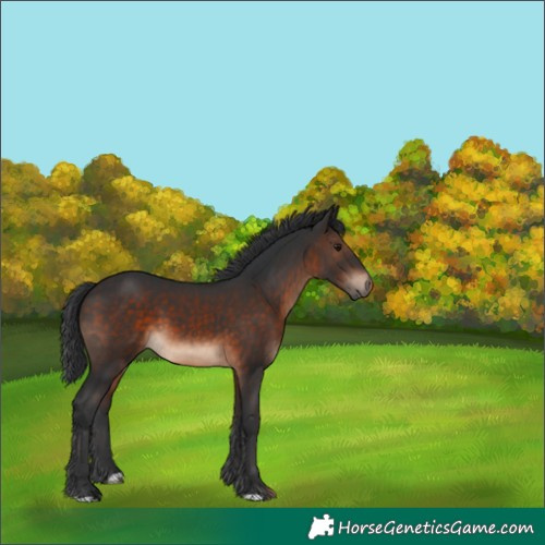 Horse Color:Brown 