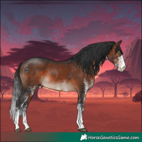 Horse Color:White Spotted Brown
