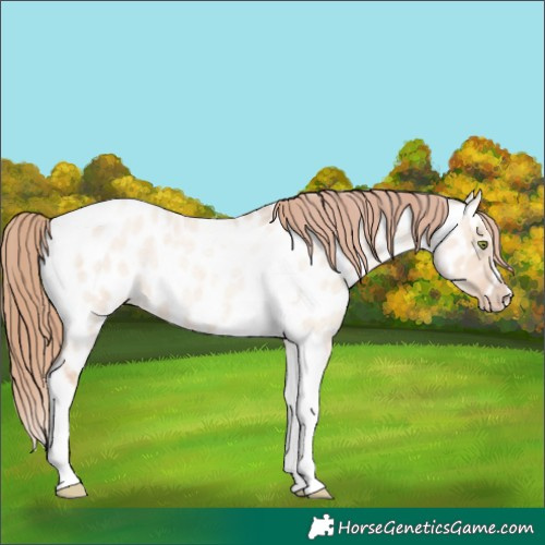 Horse Color:Gold Champagne Roan Dun Splash Tobiano Frame Appaloosa Rabicano 