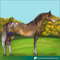 Horse Color:Powder White Chocolate Buckskin