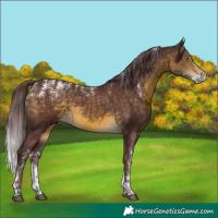 Horse Color:Powder White Chocolate Buckskin 