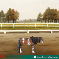 Horse Color:White Spotted Brown
