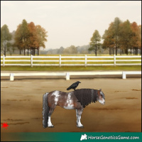 Horse Color:White Spotted Brown 