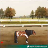 Horse Color:White Spotted Bay 