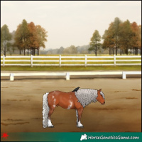 Horse Color:White Spotted Silver Bay 