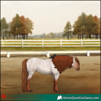 Horse Color:Red Dun Roan 