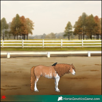 Horse Color:White Spotted Chestnut 