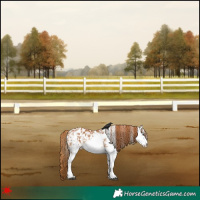 Horse Color:White Spotted Chestnut Blanket 