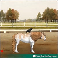 Horse Color:White Spotted Red Dun 