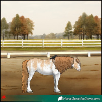 Horse Color:White Spotted Red Dun