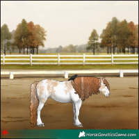 Horse Color:White Spotted Red Dun Sabino