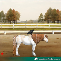 Horse Color:White Spotted Red Dun Sabino 