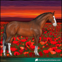 Horse Color:Bay Splash 