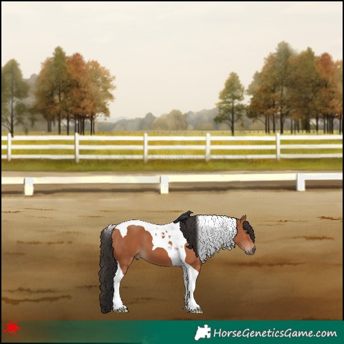 Horse Color:Bay Tobiano 