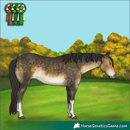 Horse Color:Buckskin Tobiano Rabicano 