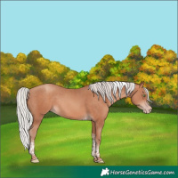 Horse Color:Silver Sable Champagne Tobiano Rabicano 