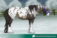 Horse Color:White Spotted Buckskin Blanket 