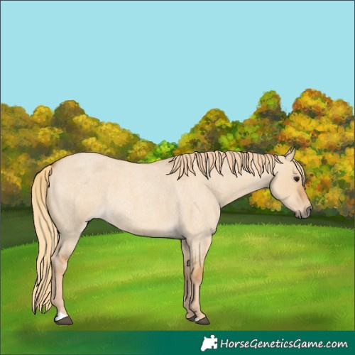Horse Color:Red Dun Roan