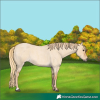 Horse Color:Red Dun Roan 