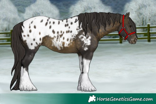 Horse Color:Buckskin Tobiano Appaloosa 