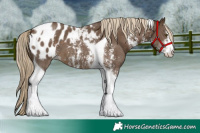 Horse Color:Chocolate Palomino Sabino Tobiano Appaloosa 