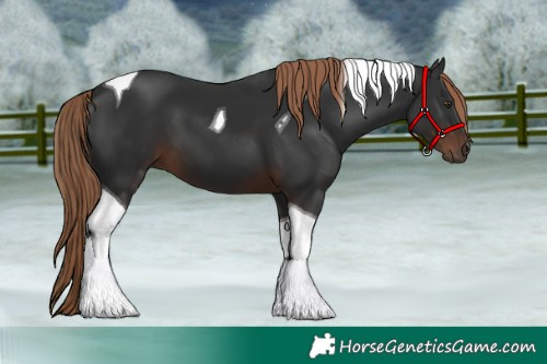 Horse Color:Liver Chestnut Tobiano 