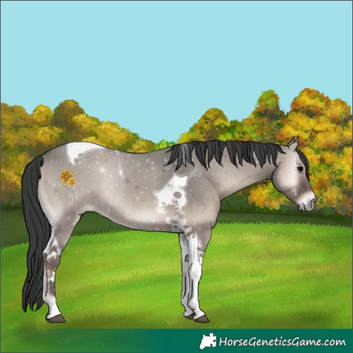 Horse Color:Grullo Onyx Tobiano Rabicano 