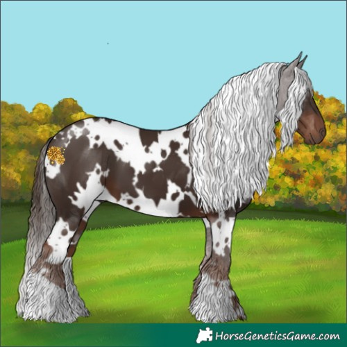Horse Color:White Spotted Liver Chestnut 