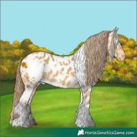 Horse Color:White Spotted Amber Cream Champagne Appaloosa 