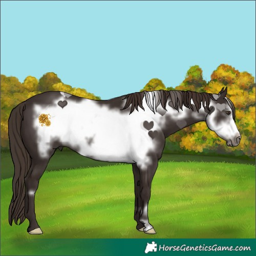 Horse Color:Liver Chestnut Frame 