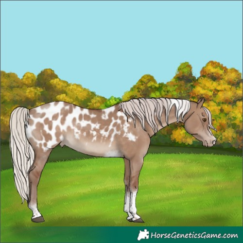 Horse Color:Silver Grullo Tobiano Frame Appaloosa Rabicano