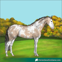 Horse Color:White Spotted Brown Dun Splash