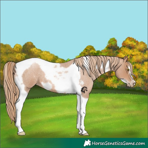 Horse Color:Red Roan Pearl Tobiano Frame 