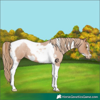 Horse Color:Red Roan Pearl Tobiano Frame 