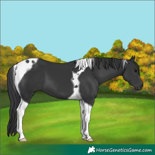 Horse Color:Black Tobiano 
