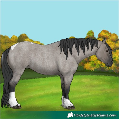 Horse Color:Grullo Roan Tobiano 