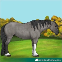 Horse Color:Grullo Roan Tobiano