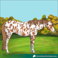 Horse Color:Chestnut Appaloosa 