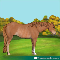 Horse Color:Chestnut Rabicano
