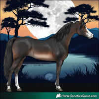 Horse Color:Brown Sabino