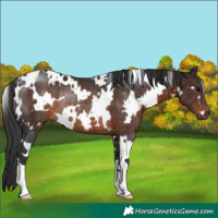 Horse Color:White Spotted Brown Rabicano 