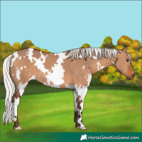 Horse Color:White Spotted Silver Brown Dun 