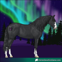 Horse Color:Black Chinchilla 