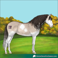 Horse Color:Bay Dun Splash 